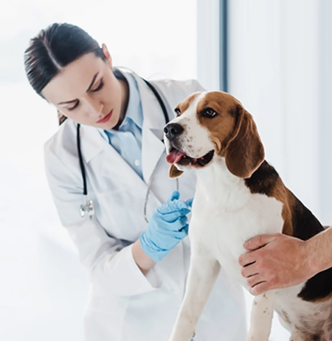 Yenişehir Veteriner